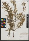 Foto von Salix petiolaris Sm.